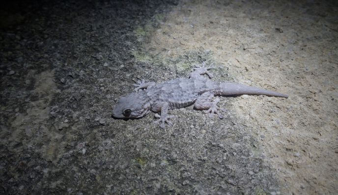 Tarente de Maurétanie