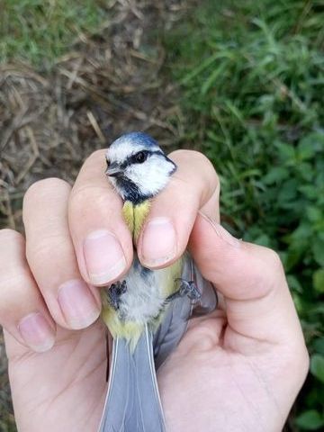 Mésange bleue au baguage