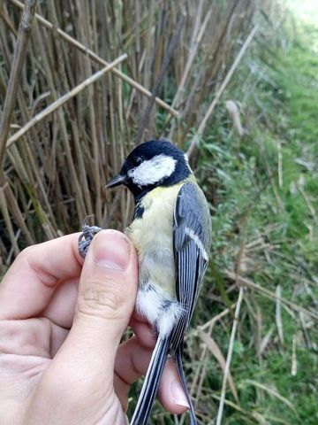 Mésange charbonnière au baguage