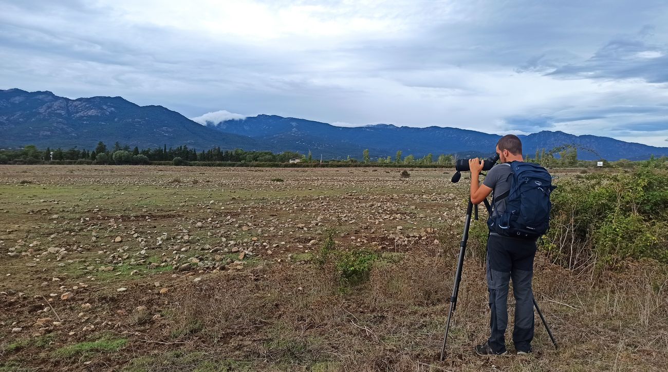 Comptage d'un rassemblement d'Œdicnèmes criards (Burhinus oedicnemus) en Corse